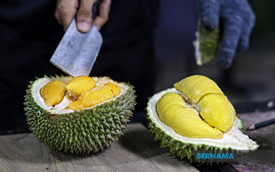 FAMA Ramps Up Durian Push in Penang as Output Surges Past 18,000 Tonnes