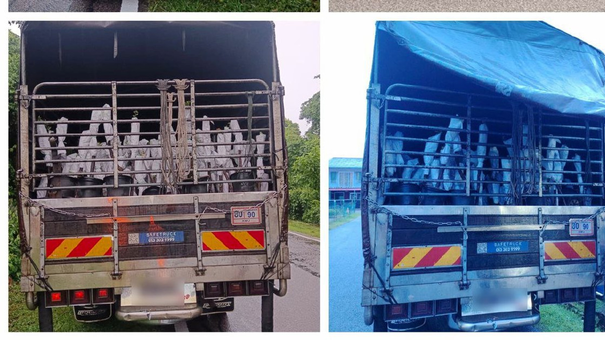 Lorry Driver and Attendant Held Over RM85,000 Smuggled Plant Saplings from Thailand