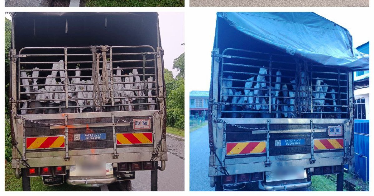 Lorry Driver and Attendant Held Over RM85,000 Smuggled Plant Saplings from Thailand