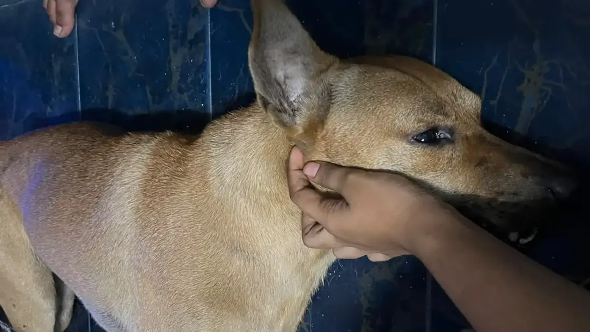Independent Investigation Needed into Dog's Death, Says Santiago