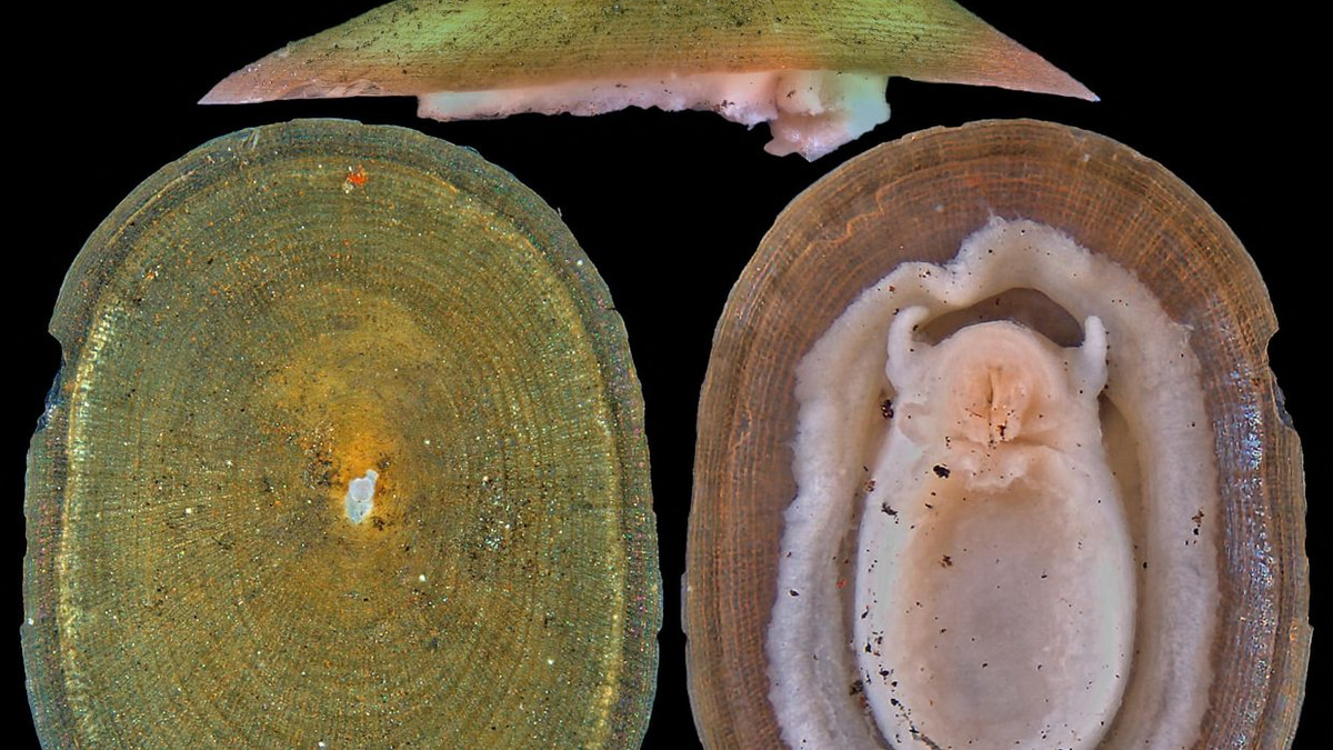Deep-sea mining poses existential threat to rare molluscs, warns conservation body