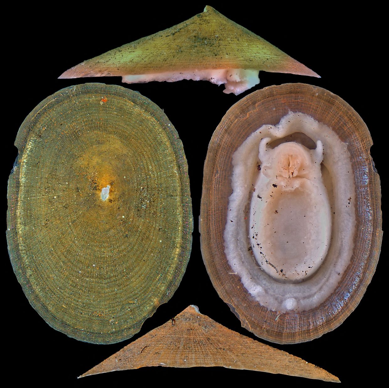 Deep-sea mining poses existential threat to rare molluscs, warns conservation body