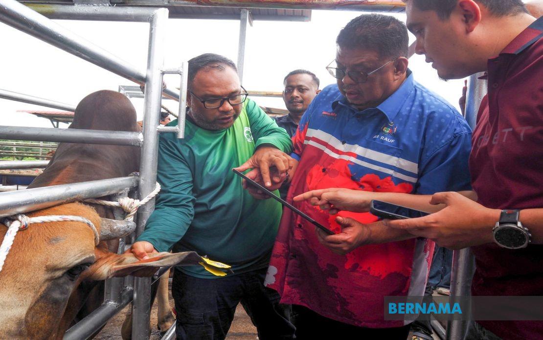 Melaka Deploys QR Code System to Track Livestock and Curb Stray Animal Incidents