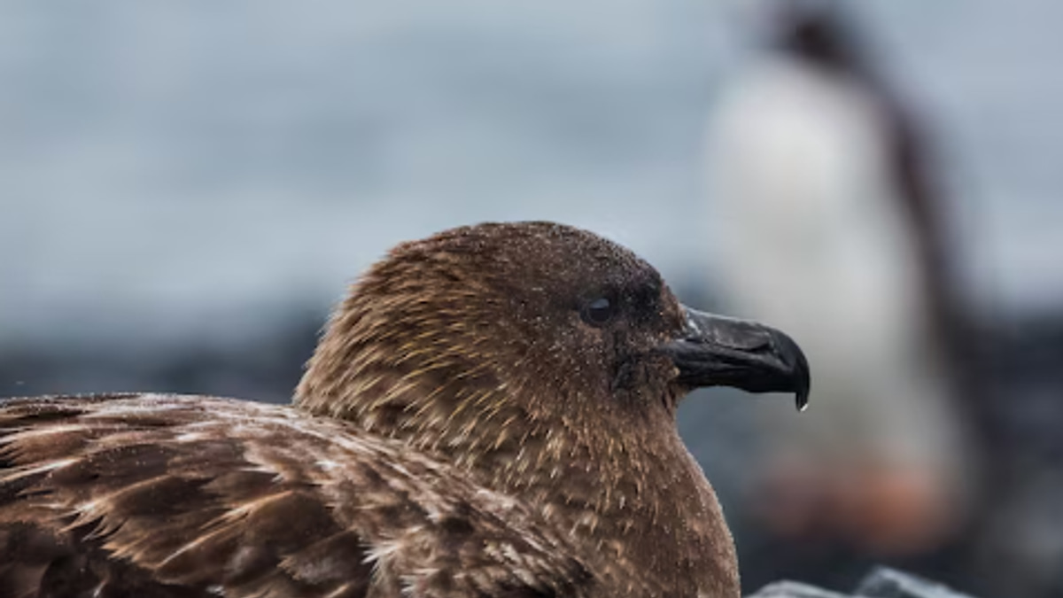 New Zealand confirms first H5N1 case as authorities rush to protect endangered native birds