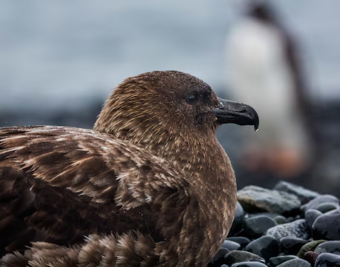 New Zealand confirms first H5N1 case as authorities rush to protect endangered native birds