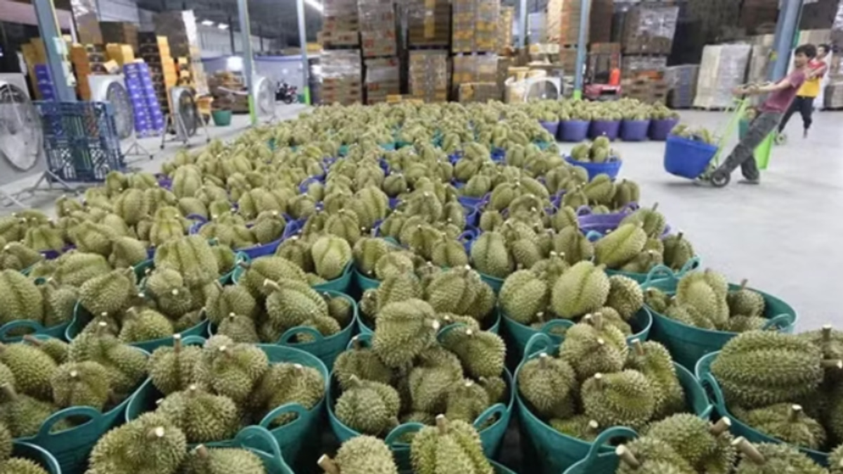 Vietnam Detains Deputy Agriculture Minister in Expanding Durian Export Corruption Probe