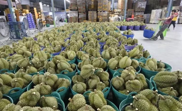Vietnam Detains Deputy Agriculture Minister in Expanding Durian Export Corruption Probe