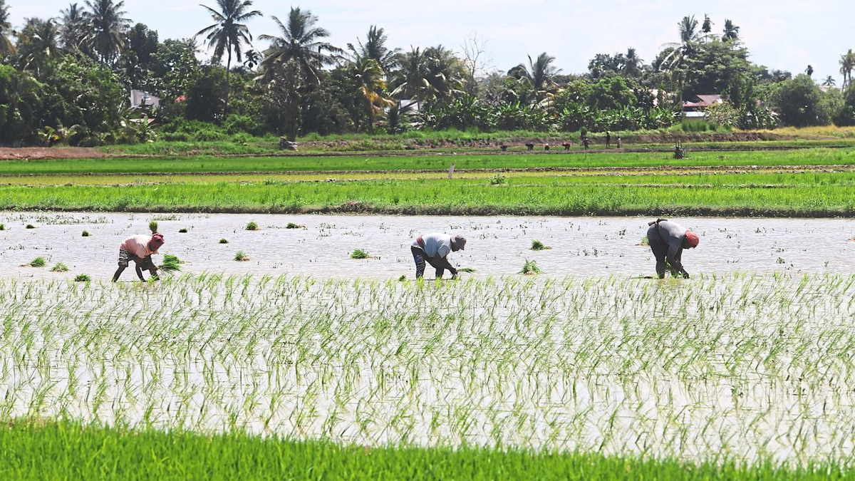 Malaysia's Food Price Stability Amid Middle East Tensions: A Test of Government Support and Agricultural Resilience