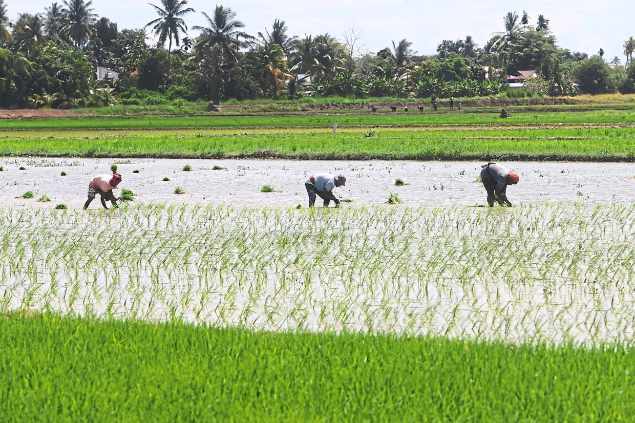 Malaysia's Food Price Stability Amid Middle East Tensions: A Test of Government Support and Agricultural Resilience