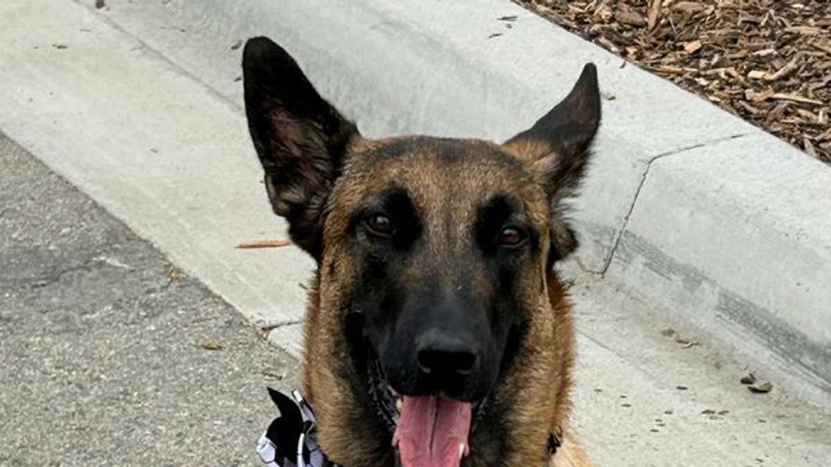 World Cup Security: How Hundreds of Detection Dogs Protected North American Tournament