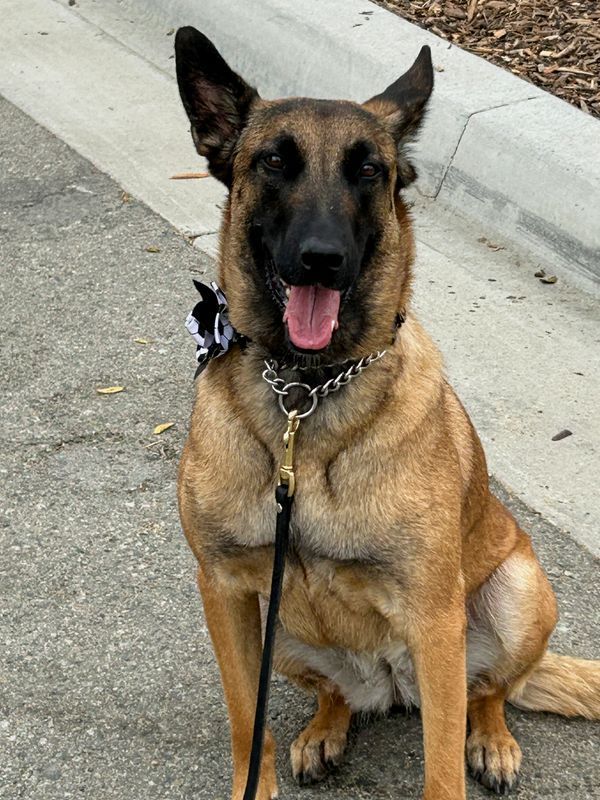 World Cup Security: How Hundreds of Detection Dogs Protected North American Tournament