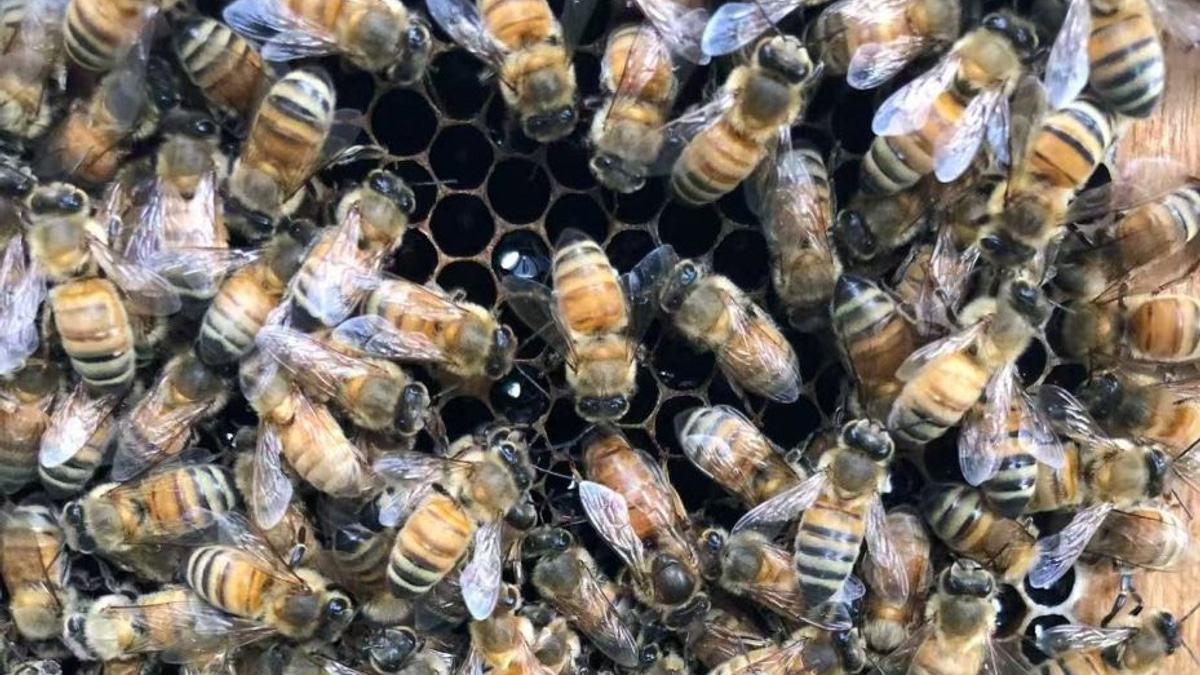 Beyond Royal Jelly: How Honeybee Workers Engineer Queens in Specially Designed Wax Chambers