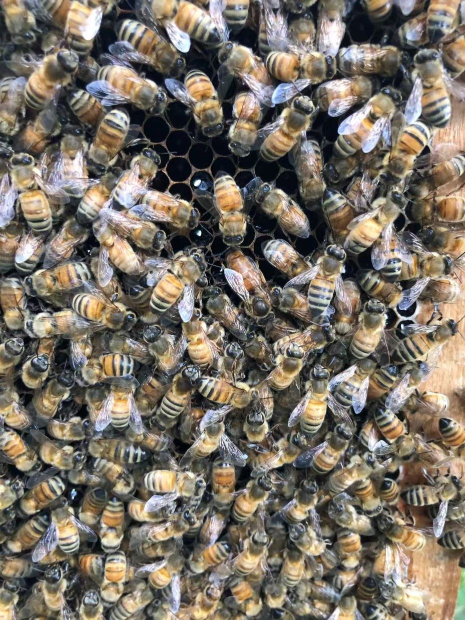 Beyond Royal Jelly: How Honeybee Workers Engineer Queens in Specially Designed Wax Chambers