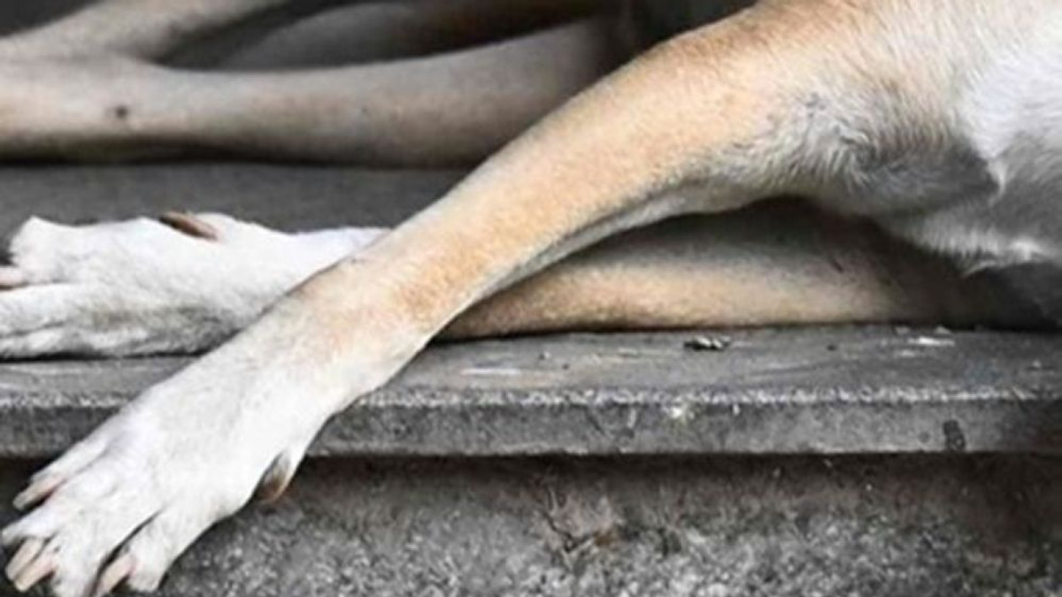 Police Question Klang Council Officers Over Stray Dog Death During Capture Operation